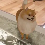 ポメラの画像
