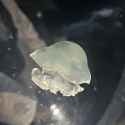 いまりの画像