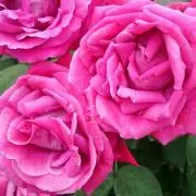 Rosana♡の画像