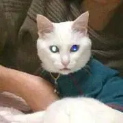 はくにゃ
