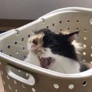 レオの画像