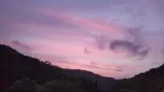 ラベンダー