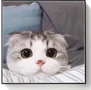 にゃんの画像