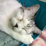 ろばろばの画像