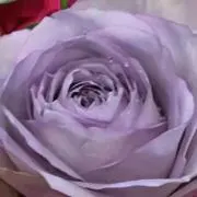 おちょこやの画像