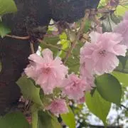 tcの画像