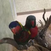 さとみんみん