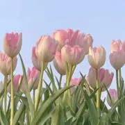 さきの画像