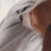 ちっさーの画像