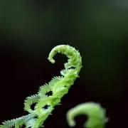 もすら