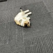 卓球してる者の画像