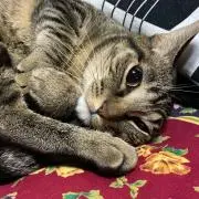 ねこ丸