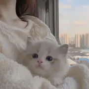 AYAの画像