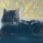 ハルねこの画像