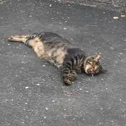 気まぐれ猫の画像