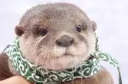 カワウソの画像