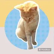 nao⭐+⭐