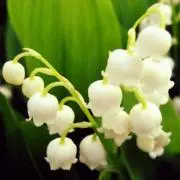 muguet