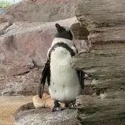 貴