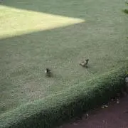 みみの画像