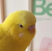 nao