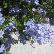 るりまりの画像