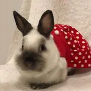 うさまる