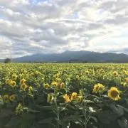 ひょっこの画像