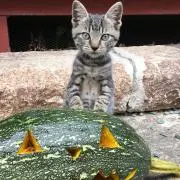 シーテツ