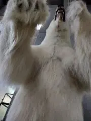 ビーバー