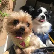 モモ始めました