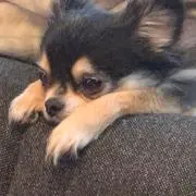けん