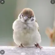 すずめ屋の画像