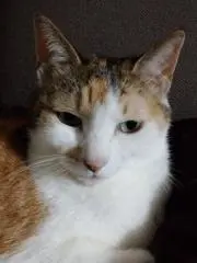 ミケの画像