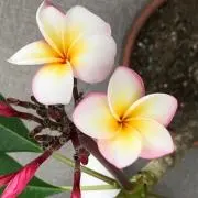 むくの画像