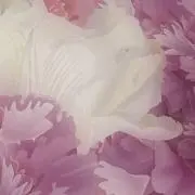 まりの画像