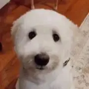 Mos