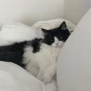 アンナの画像