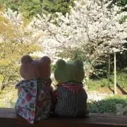 トングママの画像