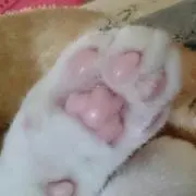 おはぎ