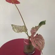 ぽちゃ