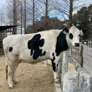 あんの画像
