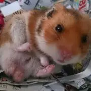 ももえ