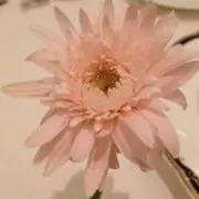 Jingping  Guoの画像