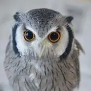owlの画像