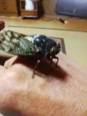 昭和1965