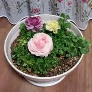 Kumiの画像