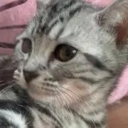 もちょこの画像