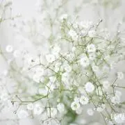 まひろの画像