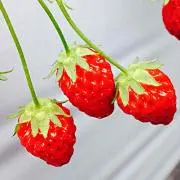 りんご飴